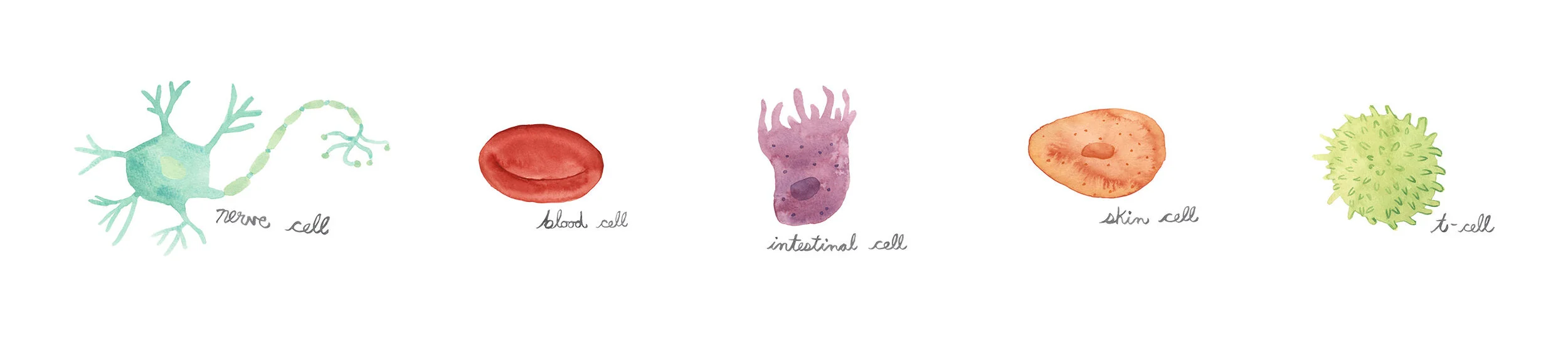SCH_Brand_Spot_Illo_Cells.jpg