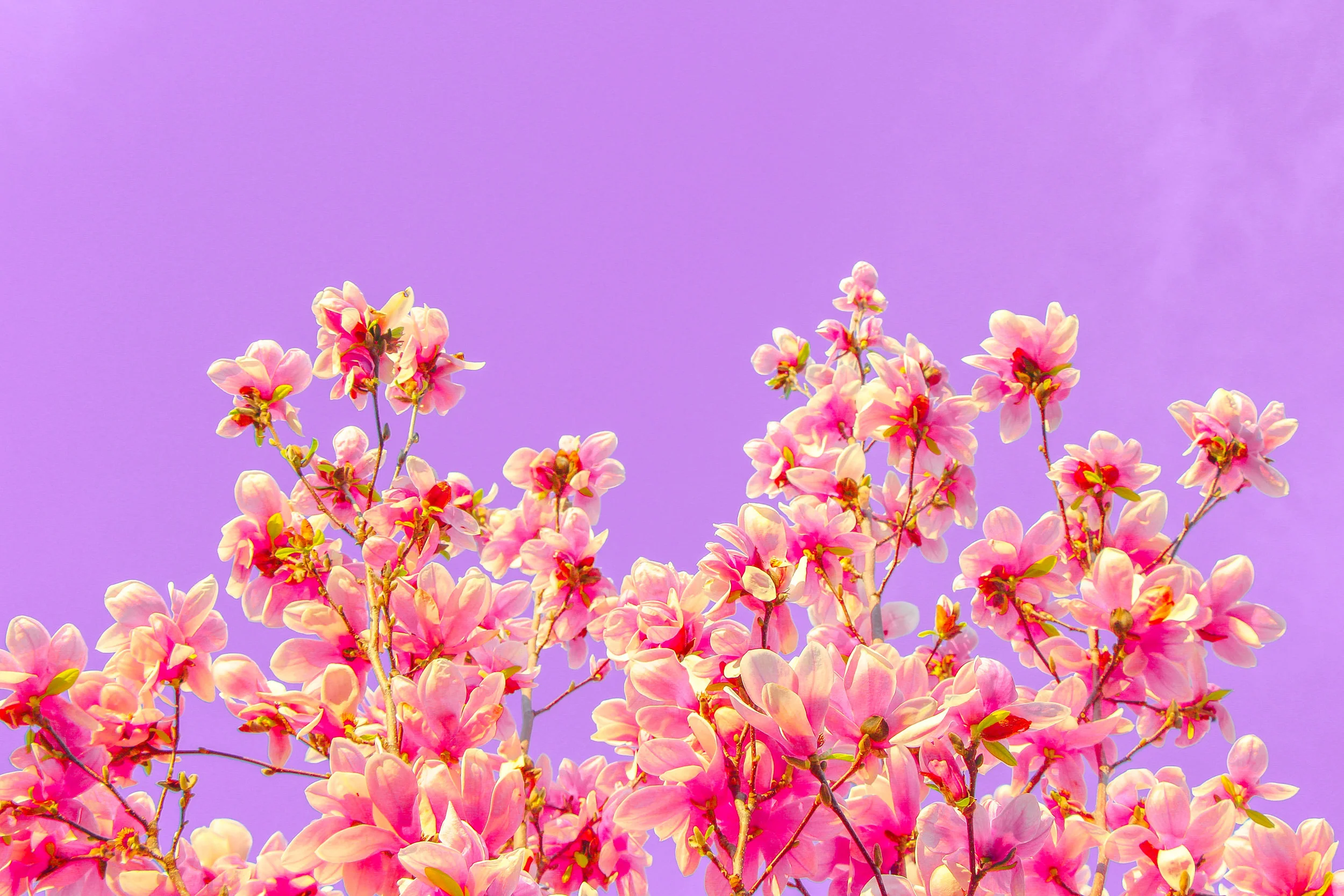 PinkFlowers.jpg