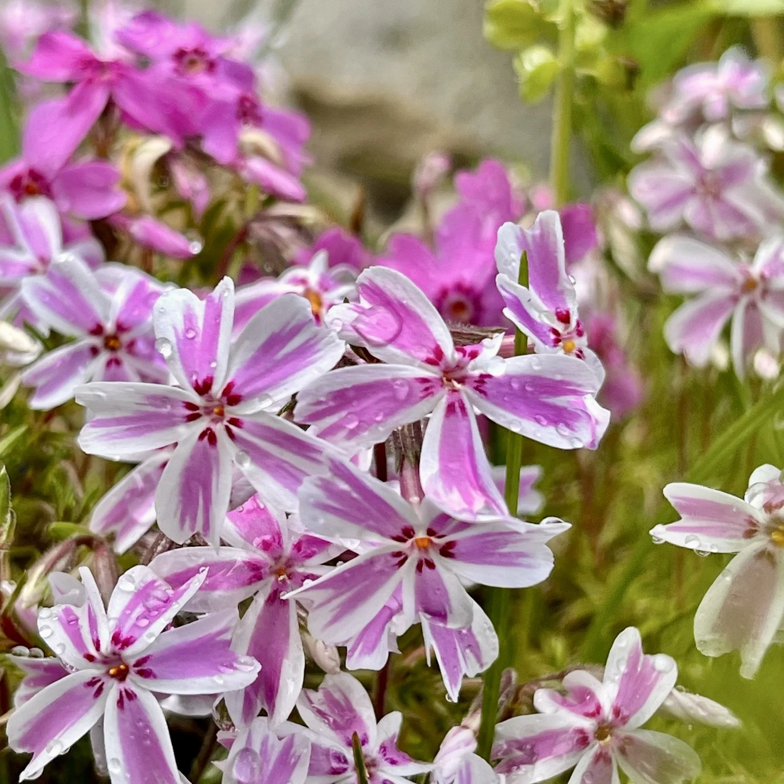 Small Mythologies from a Late Summer Garden