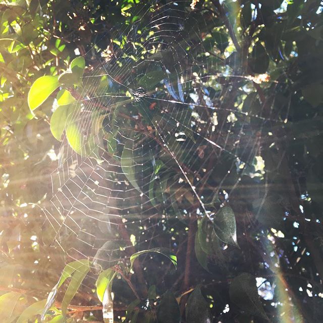 Today I was putting the finishing touches on a client's web design and noticed some rather incredible web design outside my kitchen window.  #humbled. #carmeltrees #spiderwebs