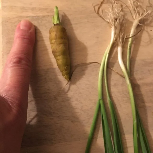 Bumper crop from my miniature vegetable garden #elvesfordinner #foggygardens #tinyvegetables