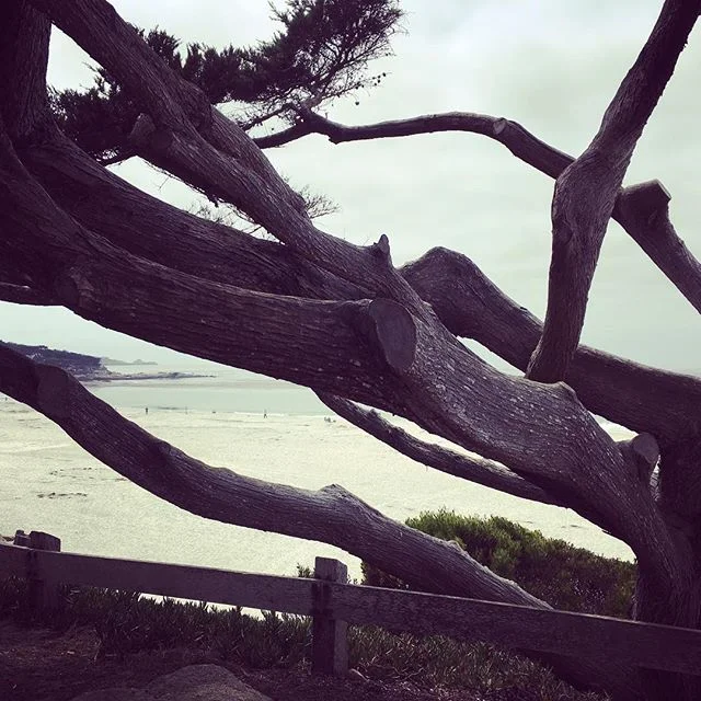 Cypress &quot;sculptures&quot; at Carmel beach #Carmel #cypress #Carmelbeach #carmelbythesea