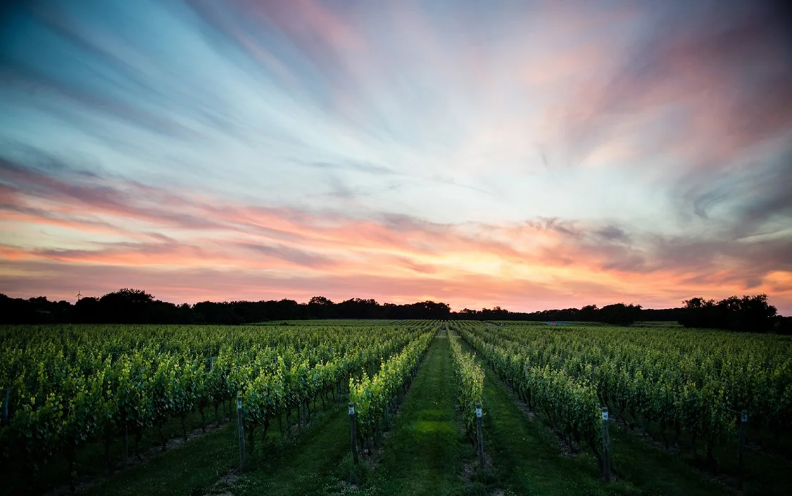 bedell-vineyards.jpg