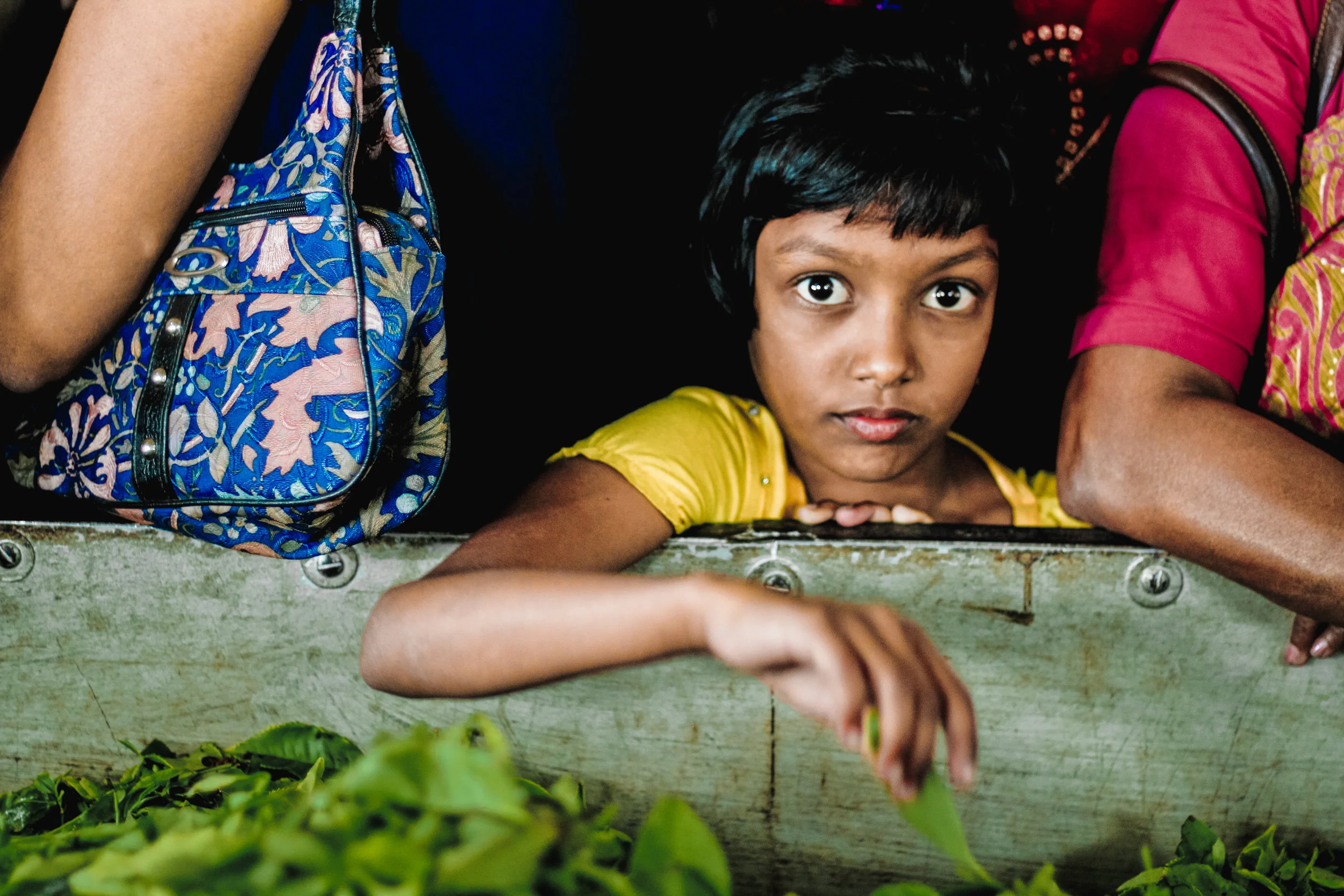 TEA LEAF FACTORY VISITOR, KERALA, INDIA