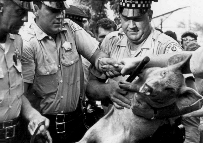 Momento de la detención de Pigasus. Última imagen del animal. 