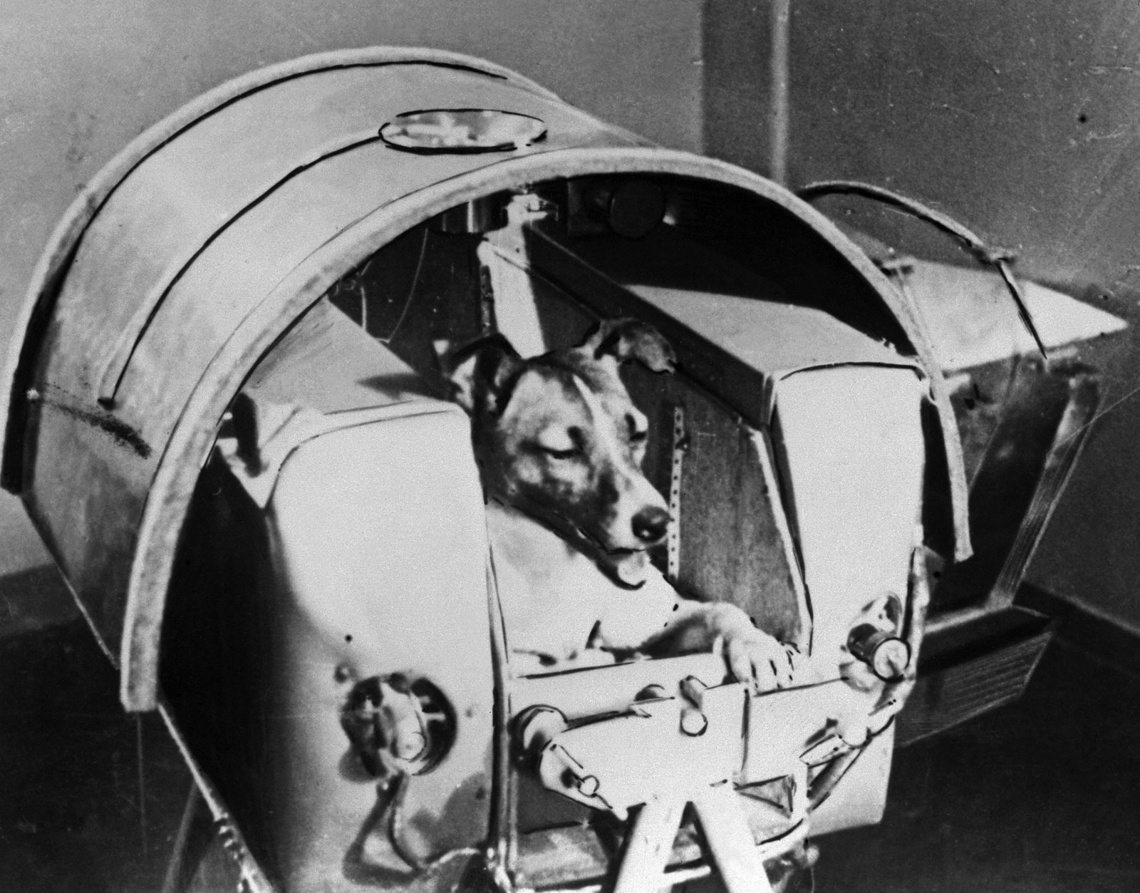 La perra Laika en el interior del Sputnik ruso