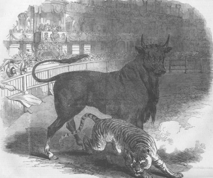 Ilustración de la época de un combate entre un tigre y un toro