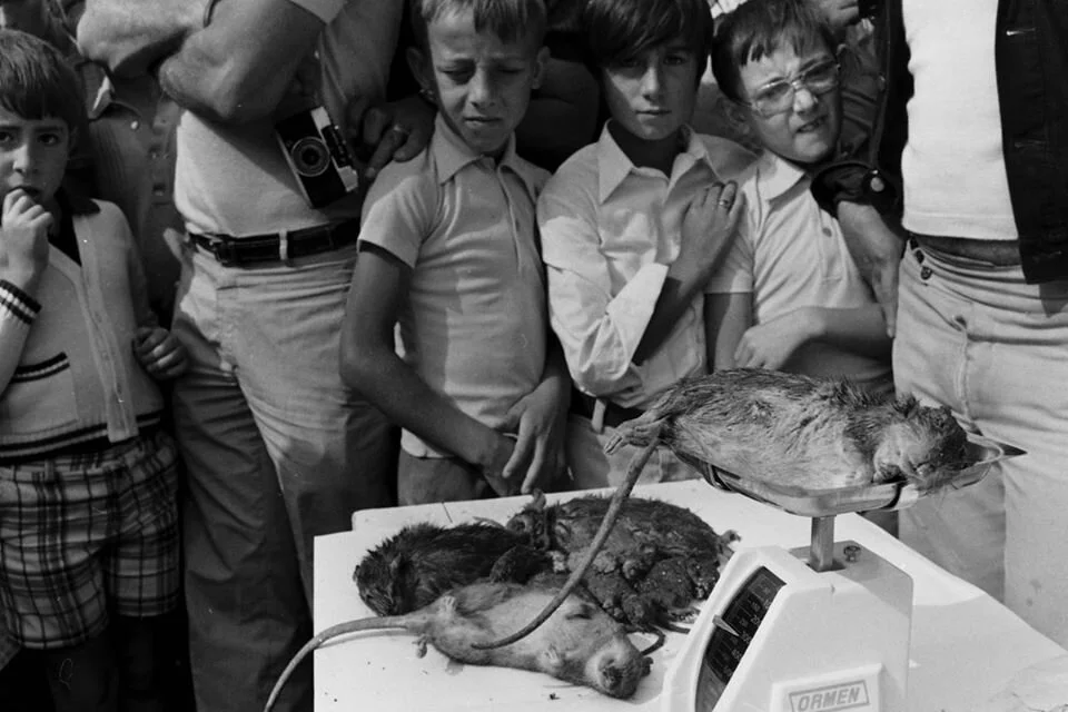 El público asiste al pesaje de las ratas cazadas (1976). Fotografía: Lareda / Diario Ya.