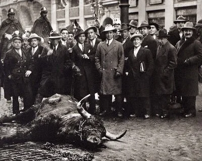 El toro que quiso ser libre