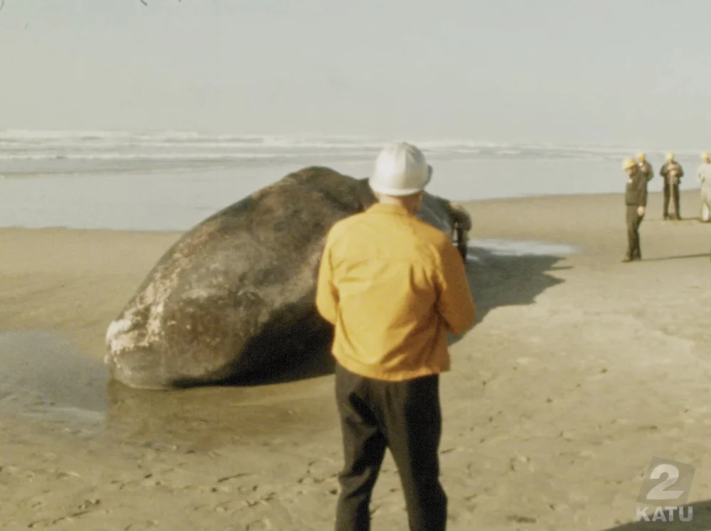 BALLENA1.jpg