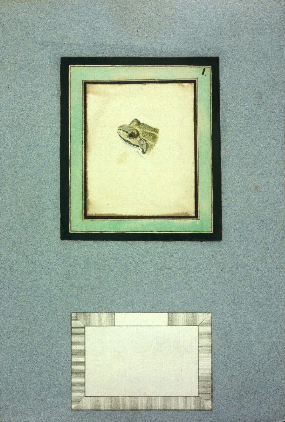 frog-apollo-00001.jpeg