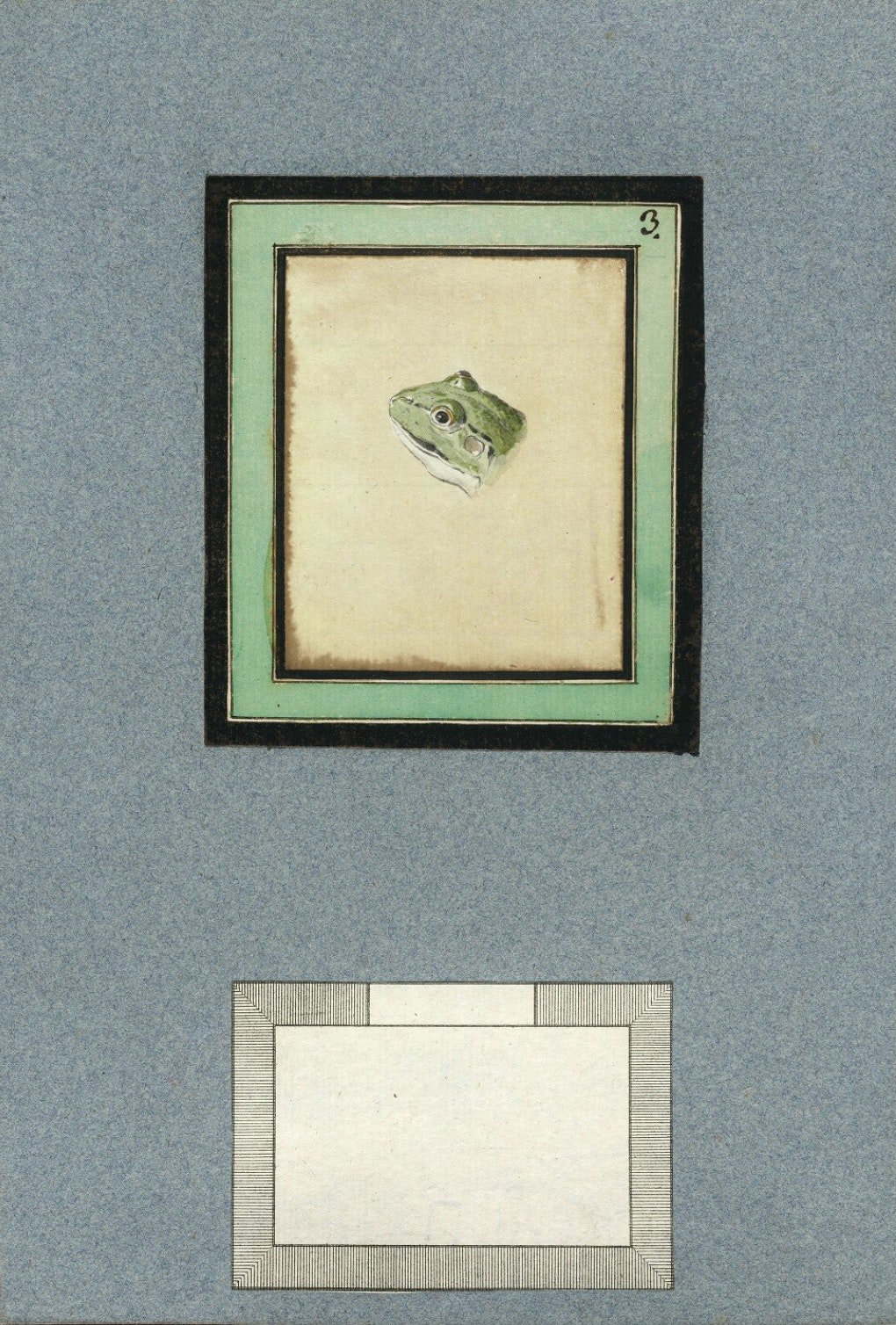 frog-apollo-00003.jpeg