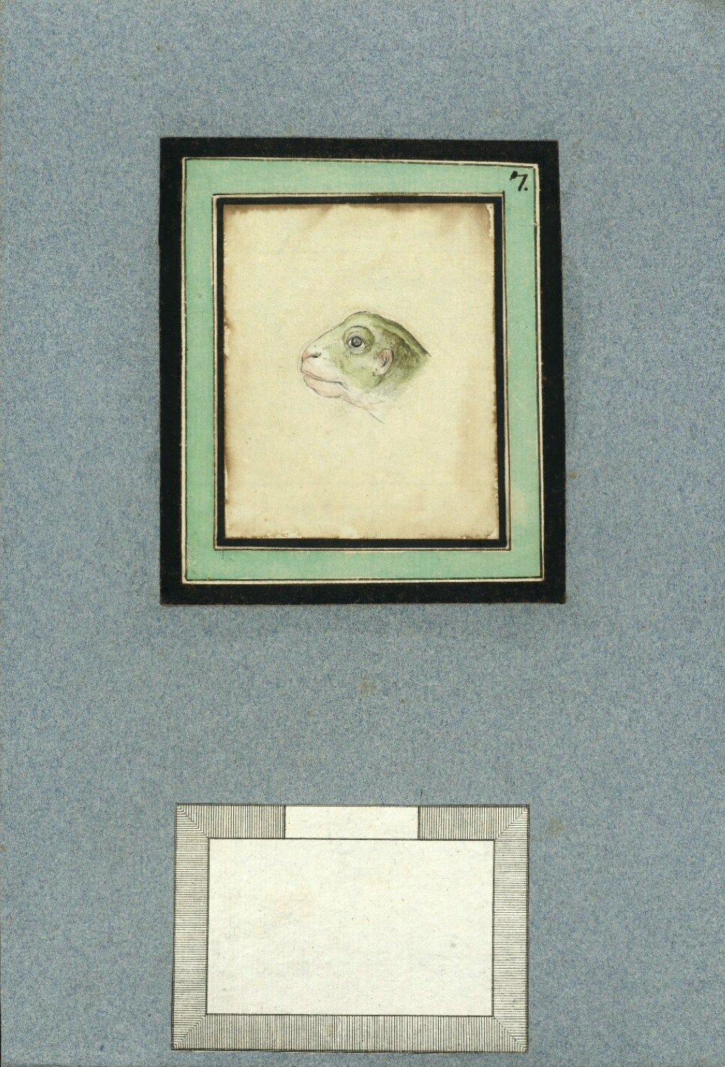 frog-apollo-00007.jpeg