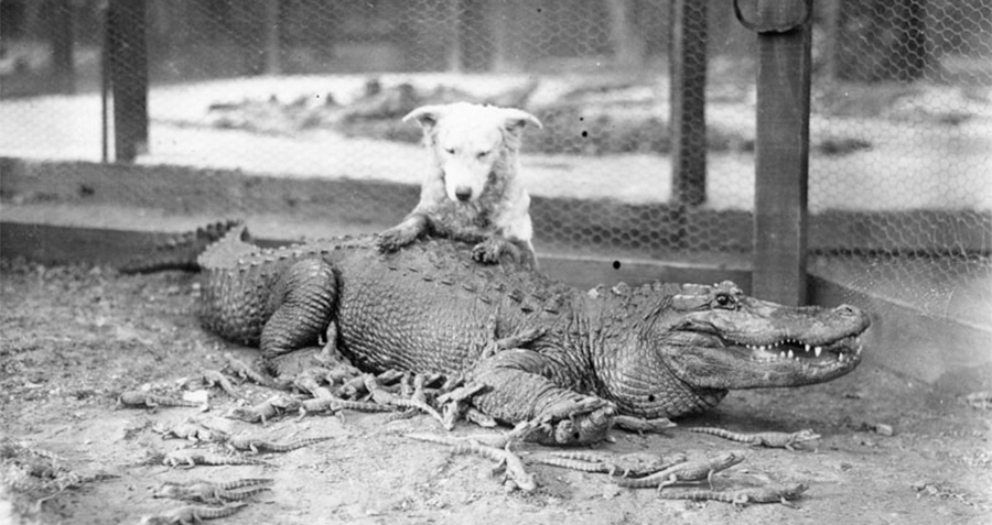 dog-gator.png