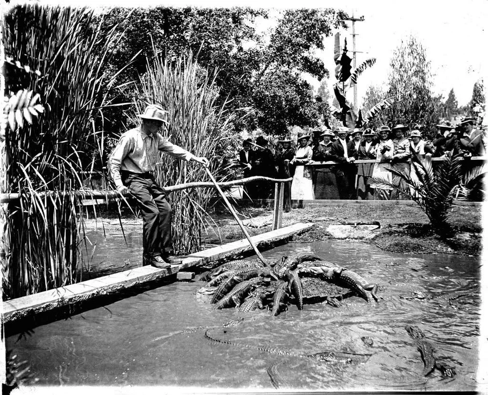 gator-farm-1024x829.jpg