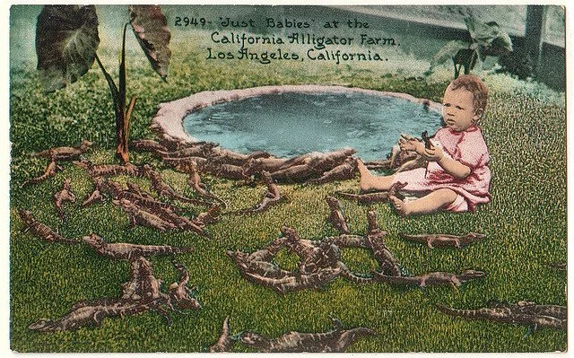 postcardalligator1.jpg
