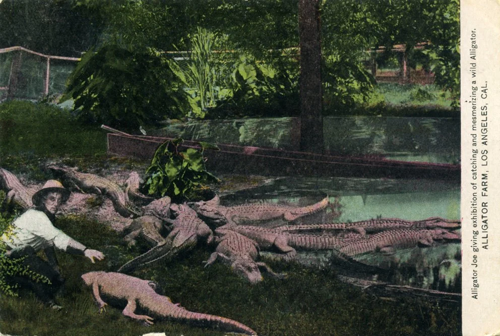 postcardalligator3.jpg