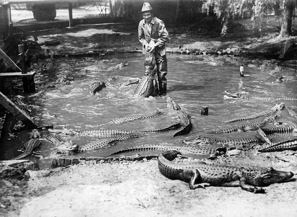 alligator-4.jpg