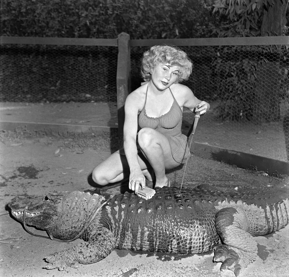 alligator-2.jpg