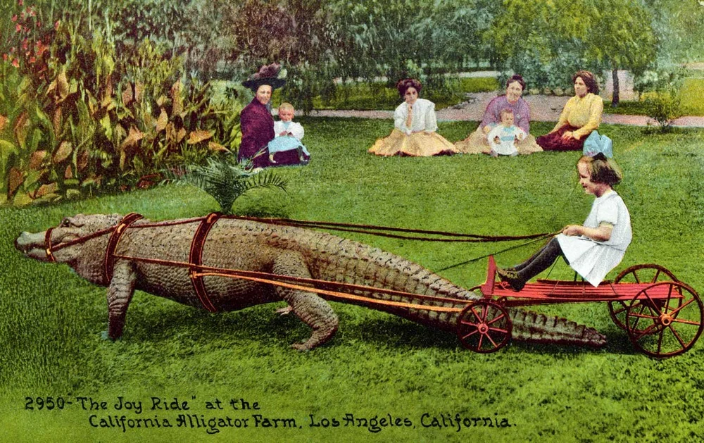 alligator-5.jpg