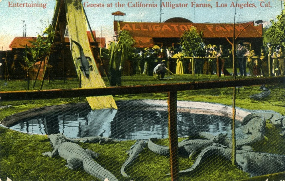 Entertaining_Guests_at_the_California_Alligator_Farms_Los_Angeles_Cal.jpg