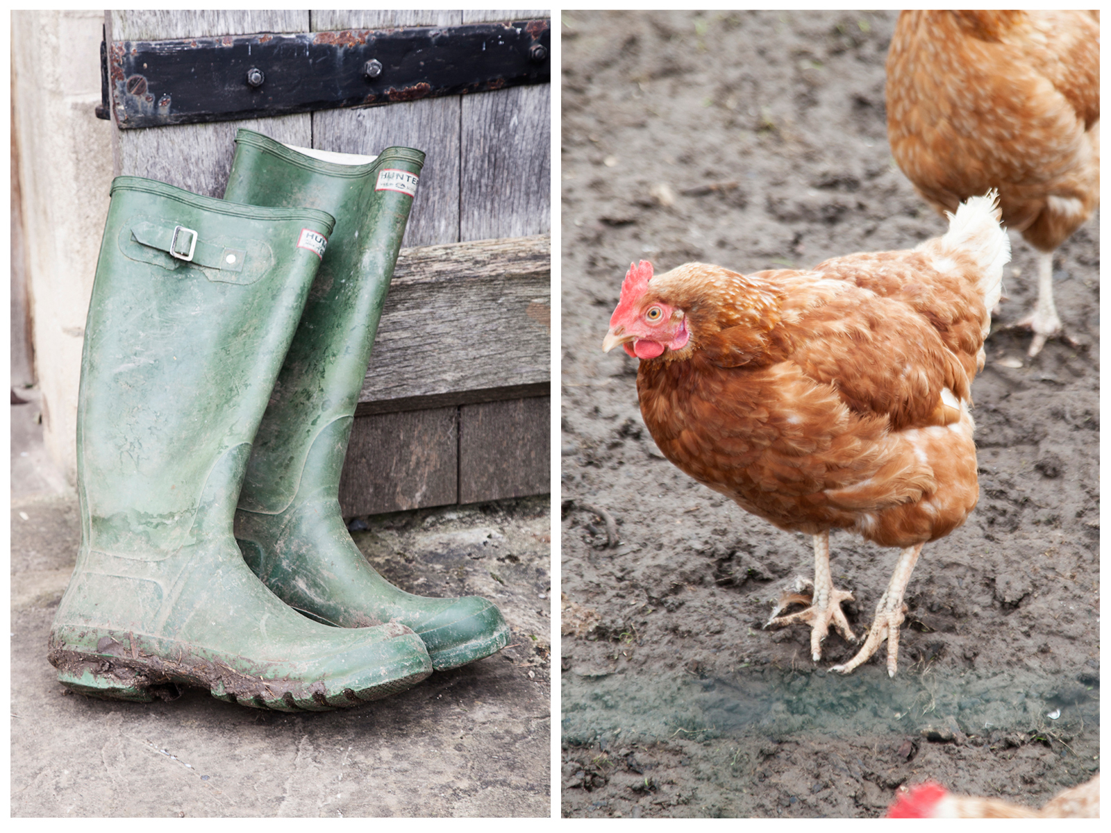 Yes, that's actual mud, and those are real, tasty chickens/Photo:Susie Lowe