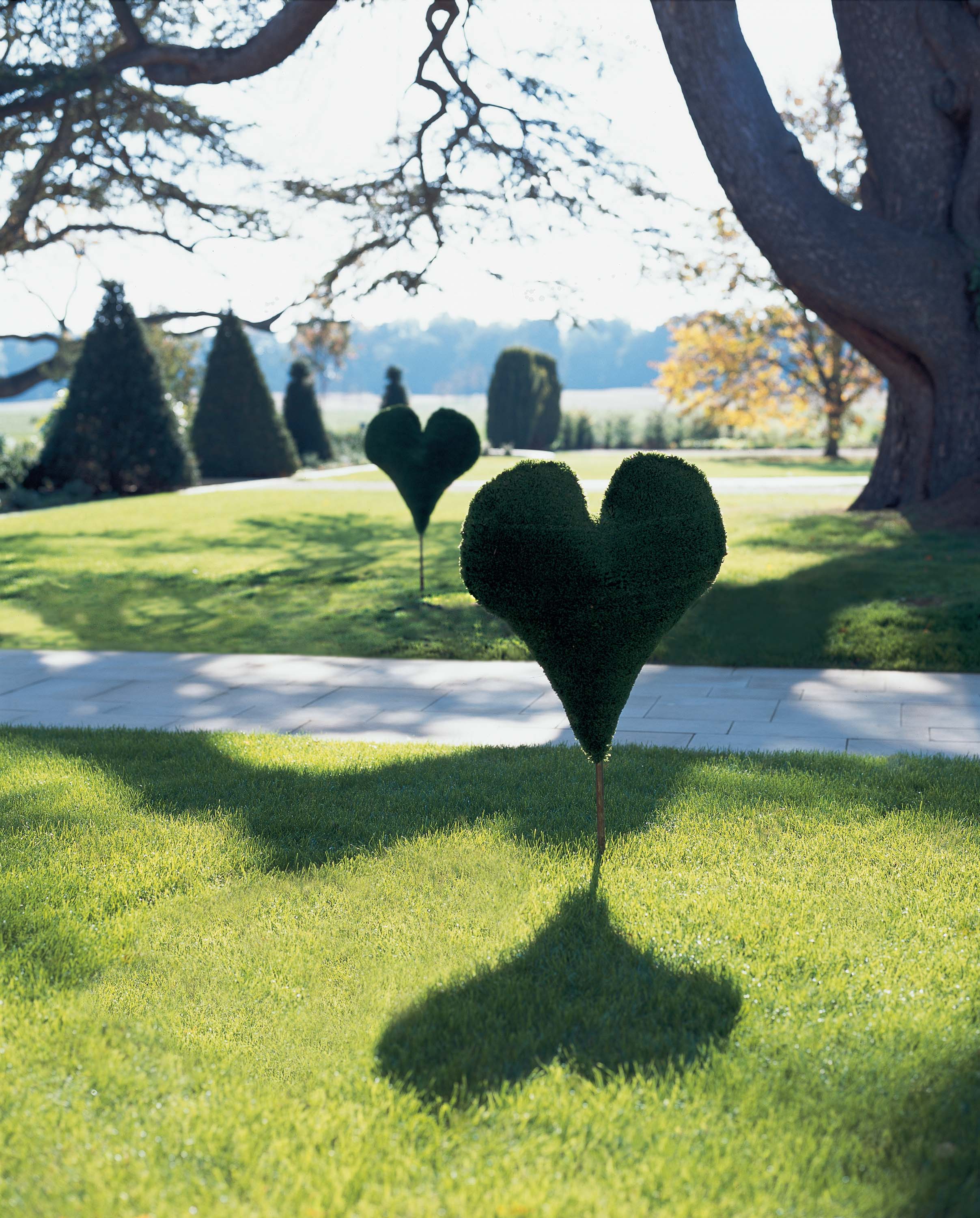 The Grove's heart hedge