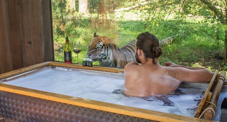 Can’t decide if the tiger wants the wine or the human… @PortLympne