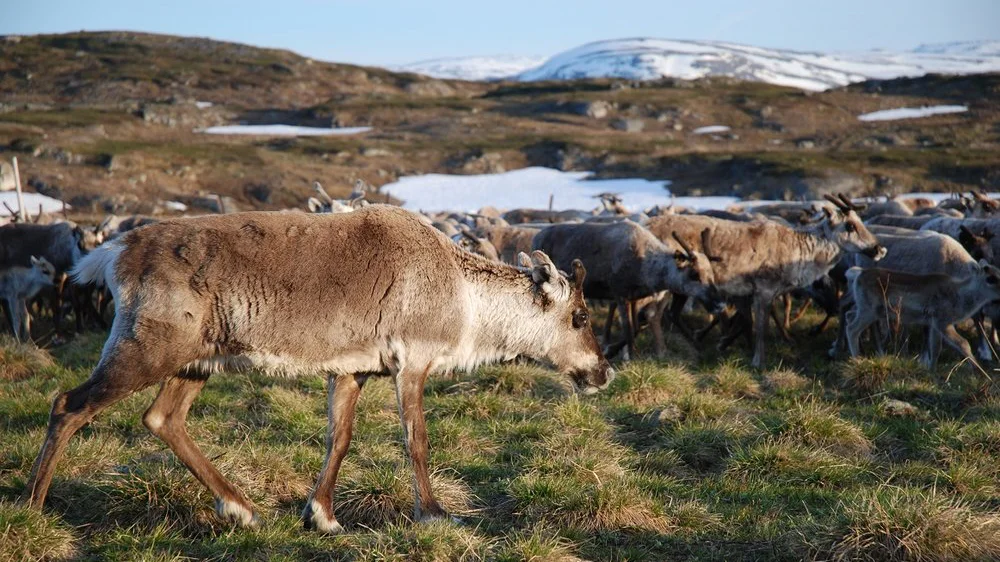 regina_storuman_reindeer.jpg