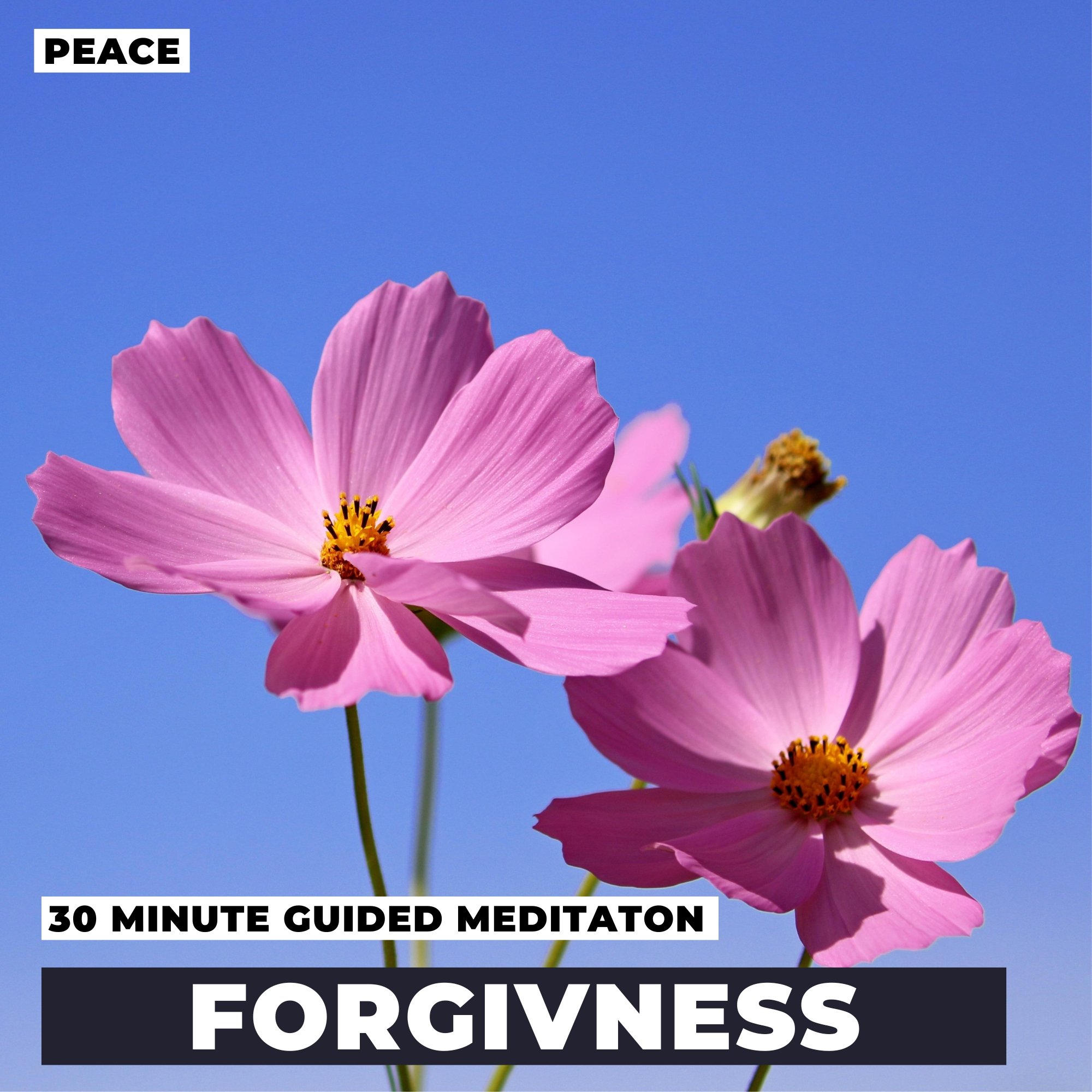 Forgiveness Meditation