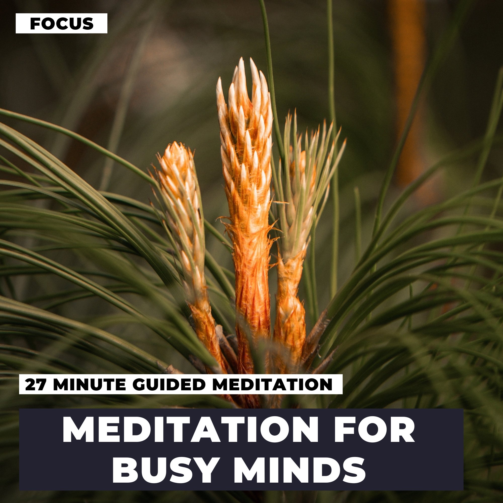 Meditation For Busy Minds