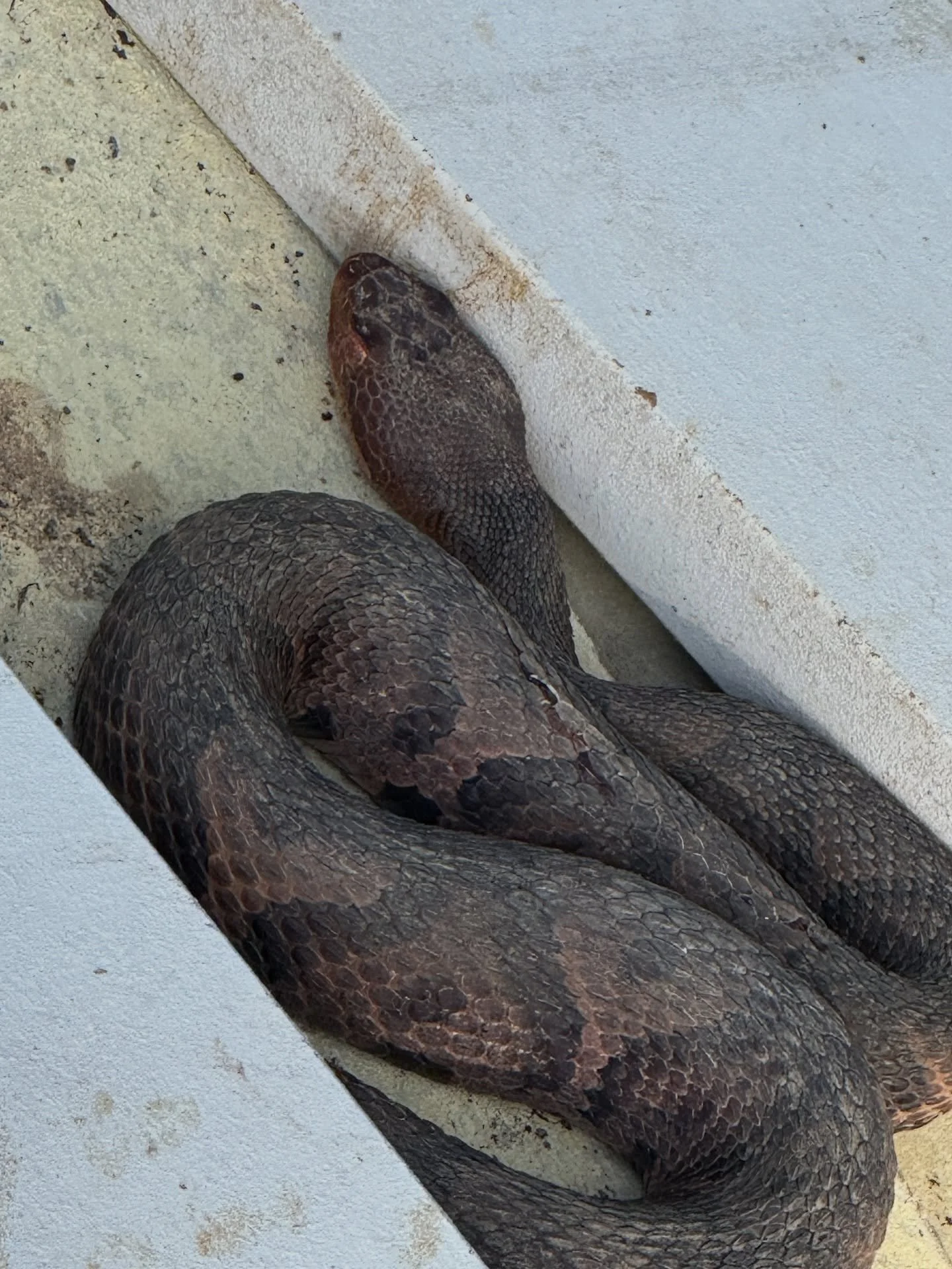 Be careful when moving siding material&hellip;.

#solidrockbuilders
#buildersinashevillle
#ashevillecustomhomebuilder
#ashevillehomebuilder
#customhome 
#newhome 
#construction 
#snake
#copperhead