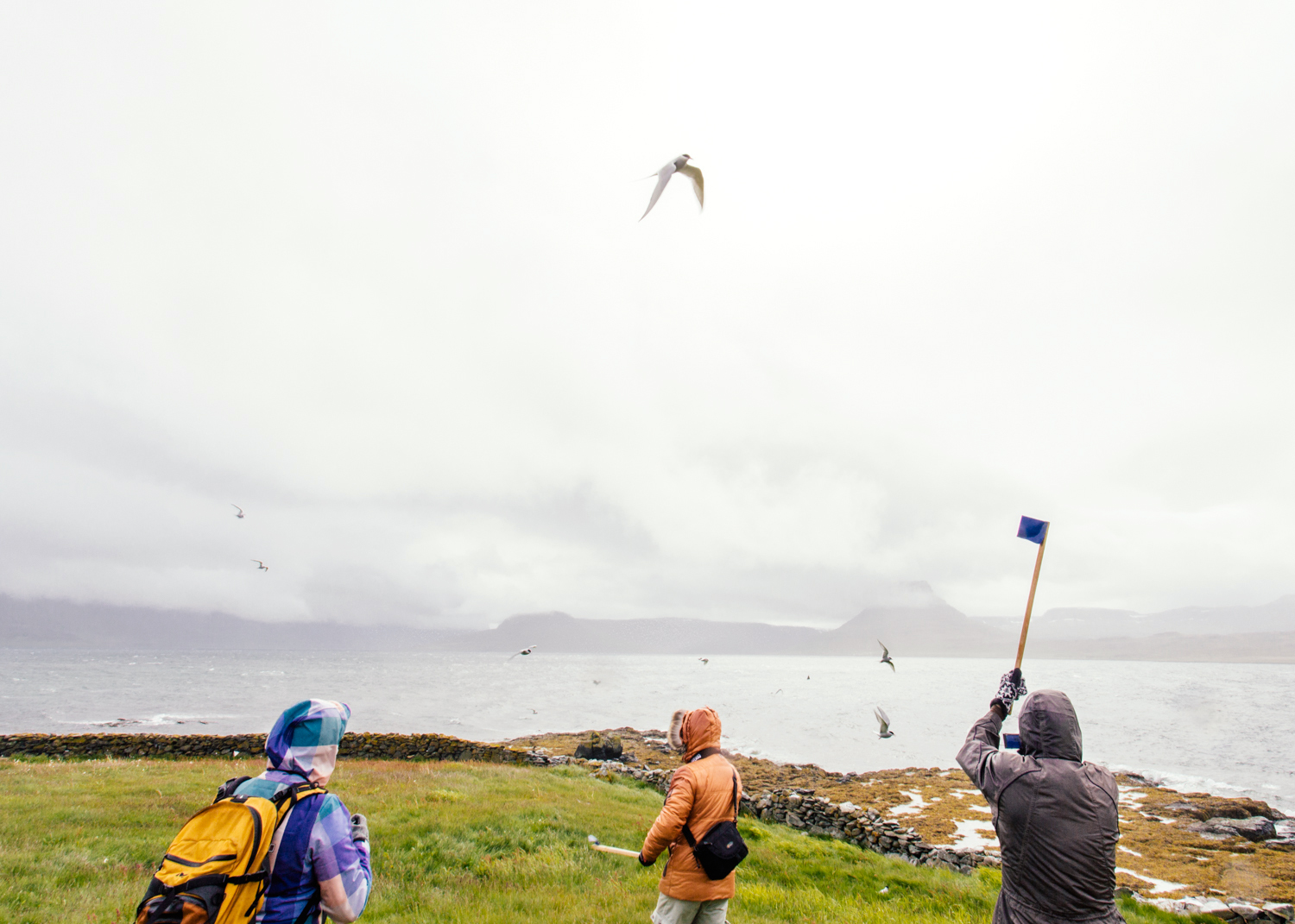 Bird island Vigur