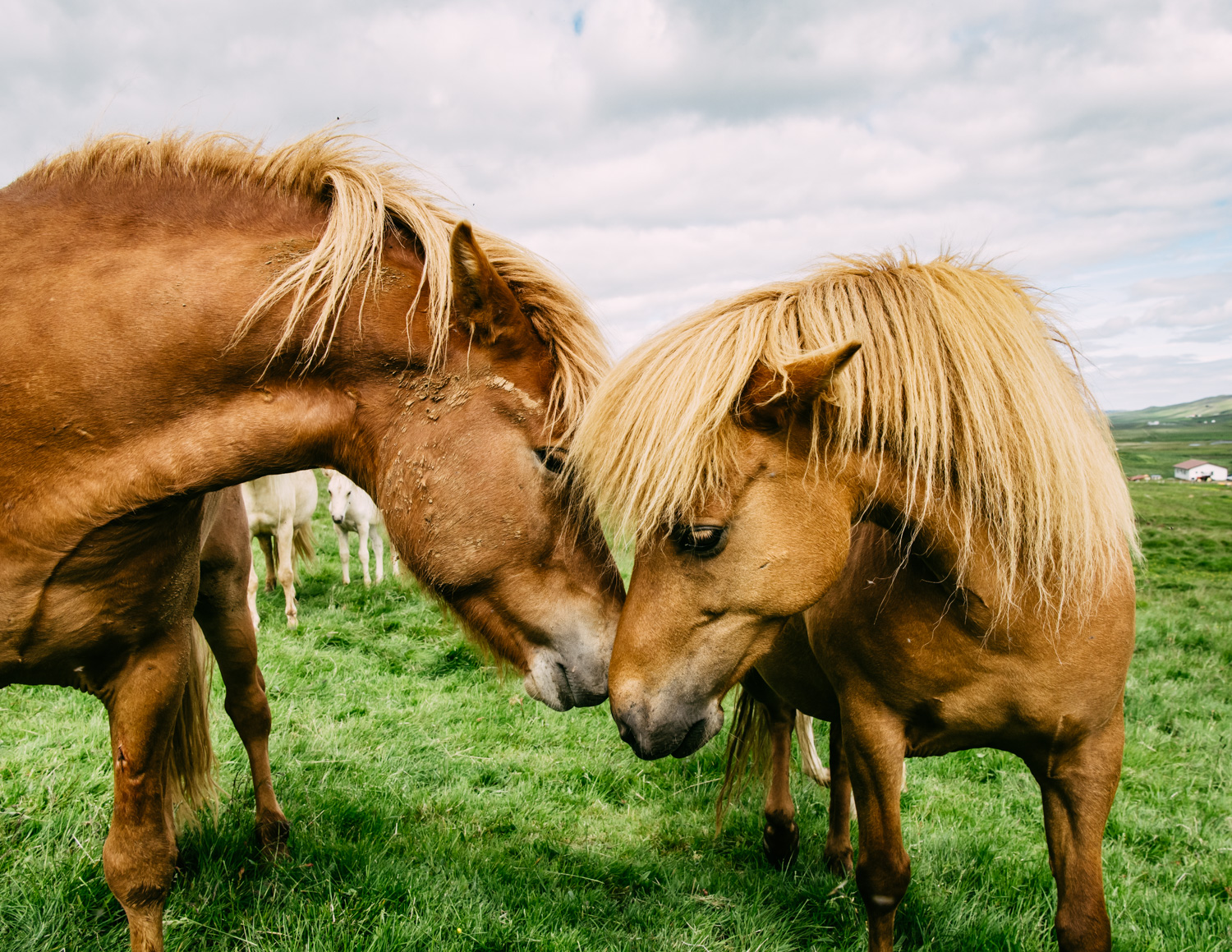 Icelandic horse