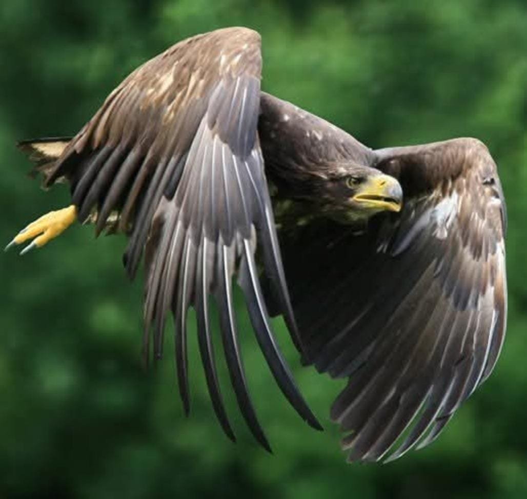 adler im wind.jpeg