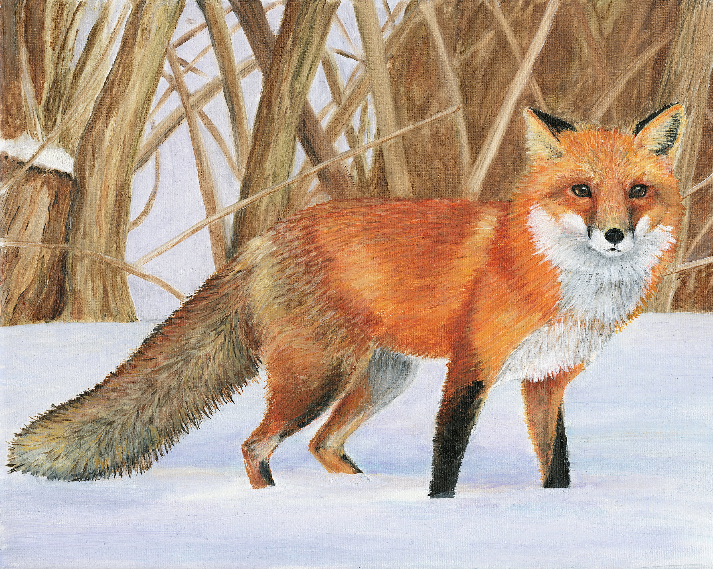 Fox by Mary Gilmartin