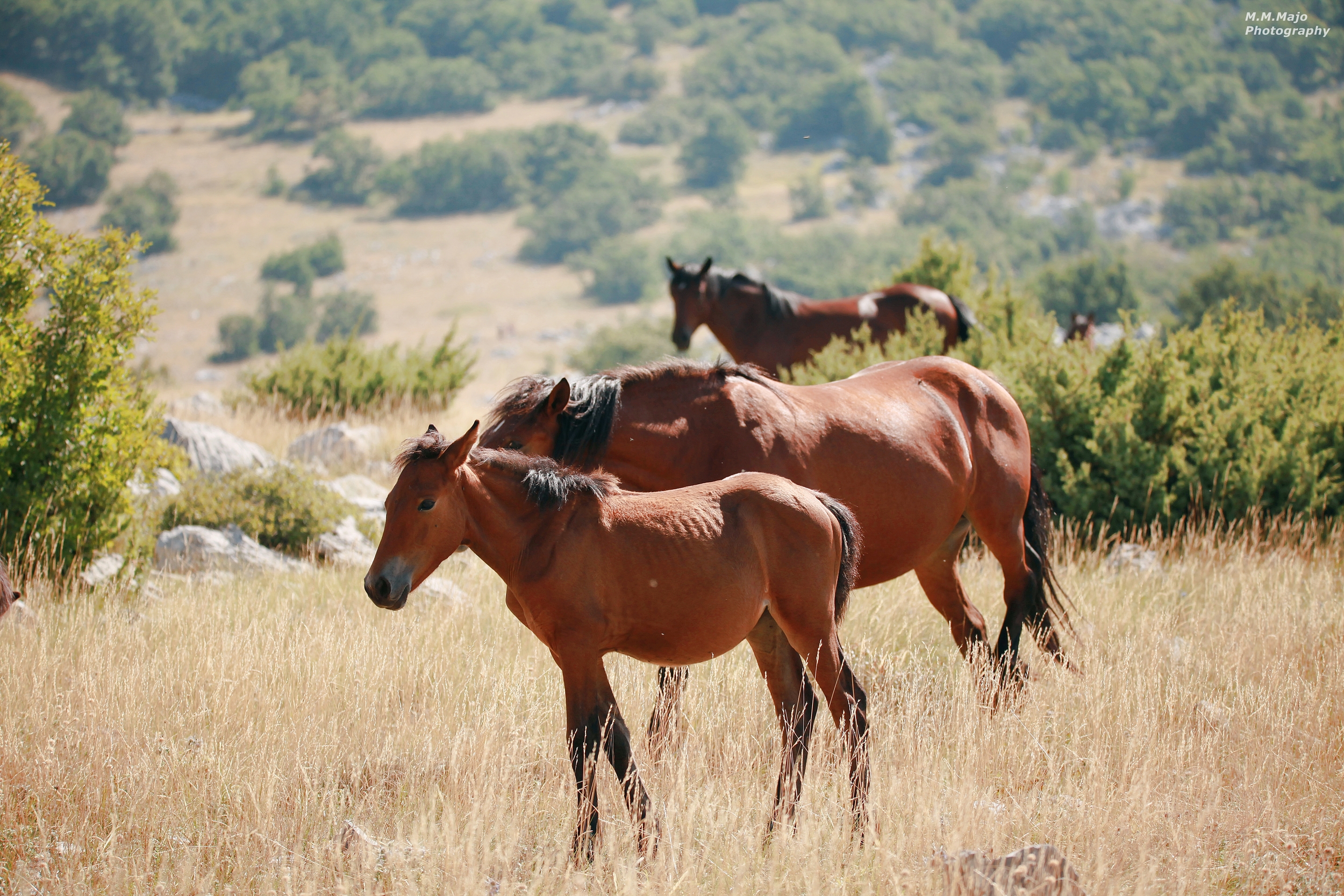 Rajna Outdoor activity-Velebit foto safari (83).JPG