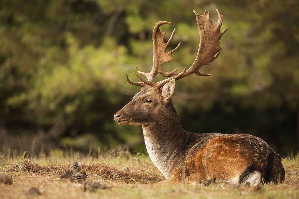 animals-of-brijuni-deer.jpg