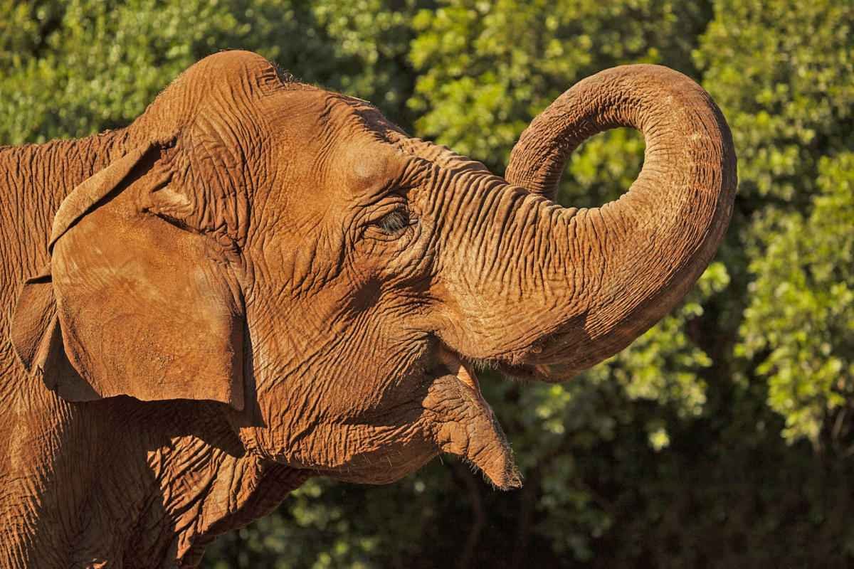 animals-of-brijuni-elephant.jpg