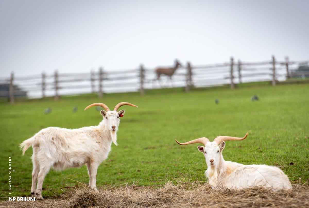 animals-of-brijuni-goats.jpg (Copy) (Copy)