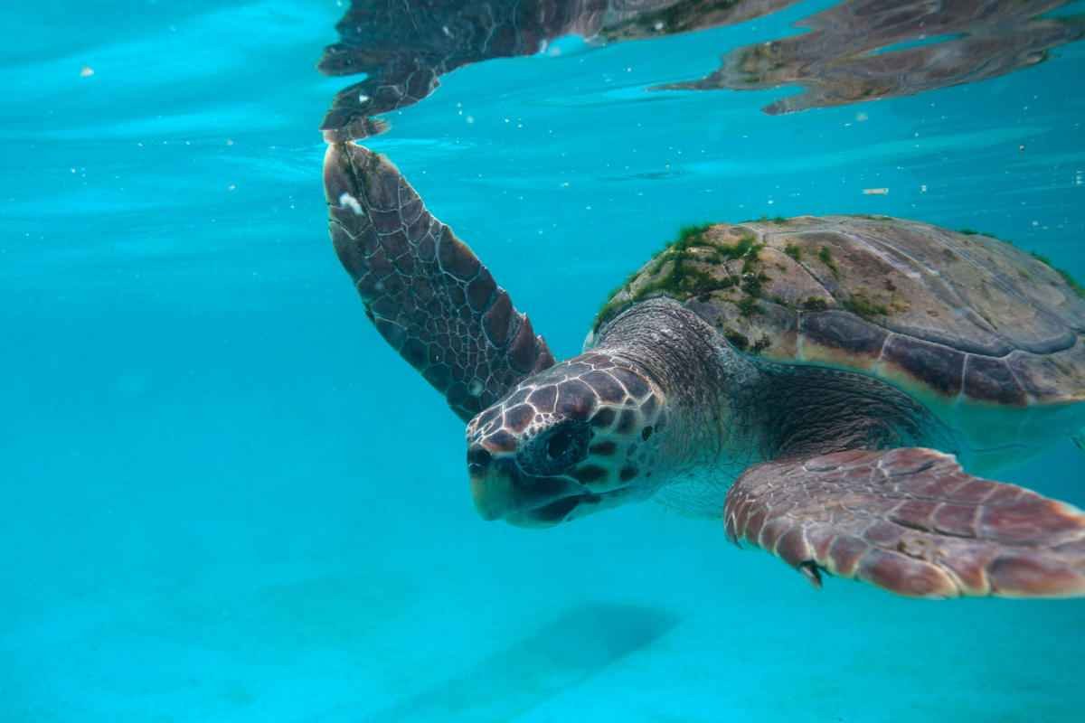 animals-of-brijuni-sea-turtles.jpg (Copy)