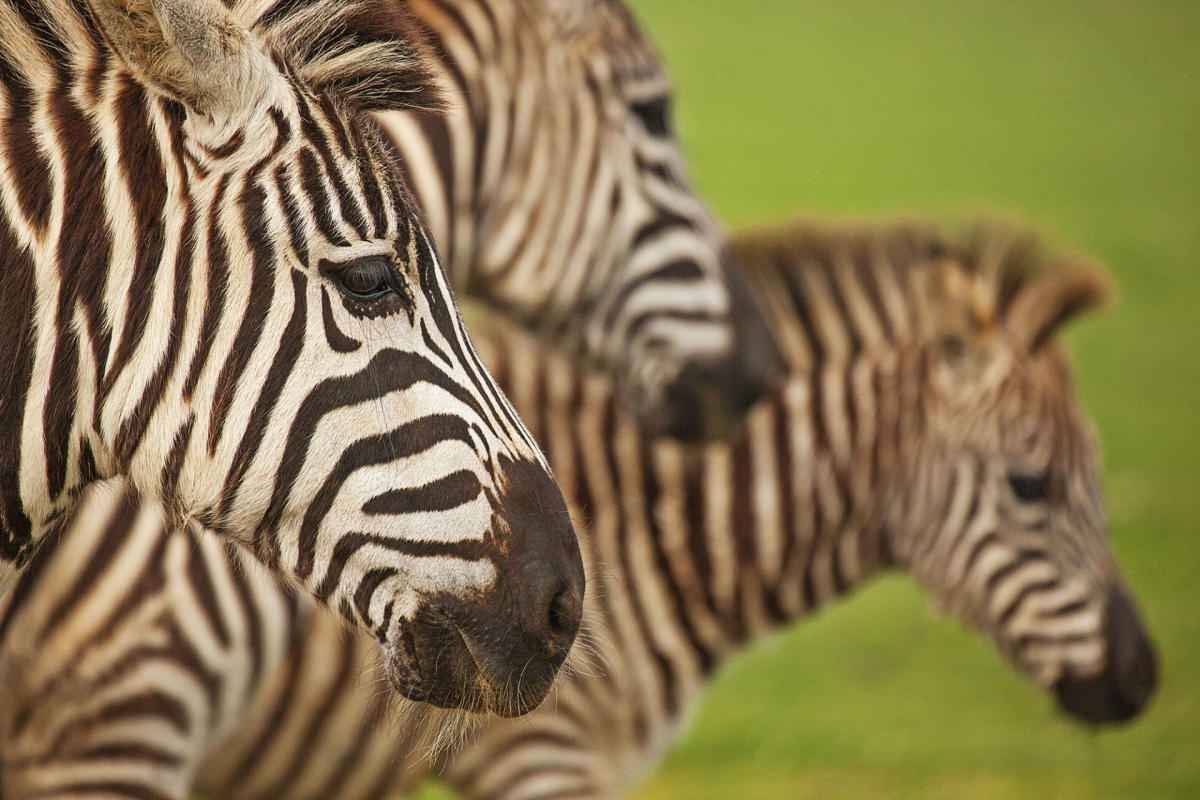animals-of-brijuni-zebra.jpg