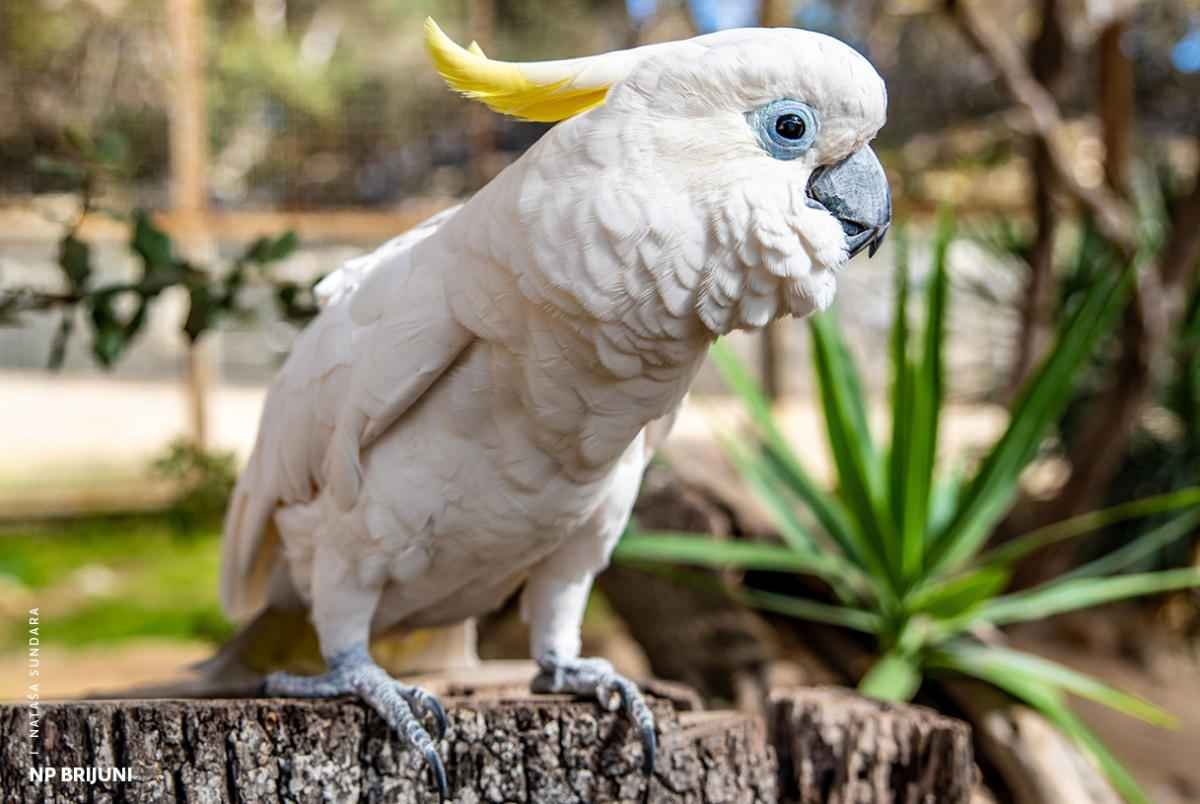 animals-of-brijuni-cockatoo.jpg