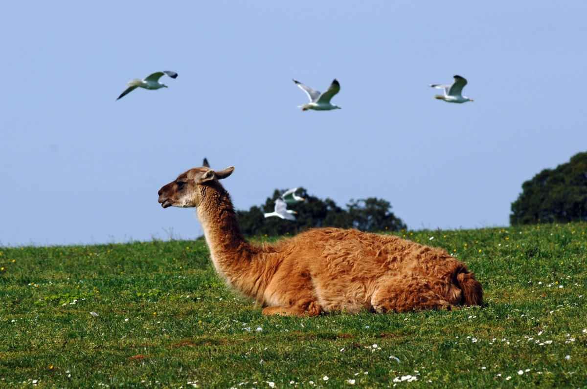 animals-of-brijuni-llama.jpg