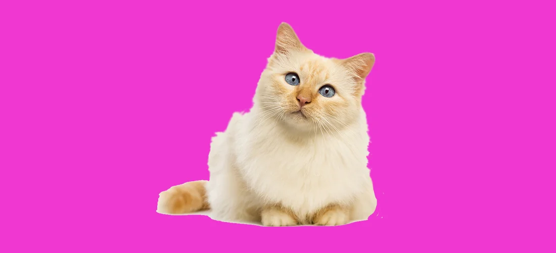 test_header2.jpg
