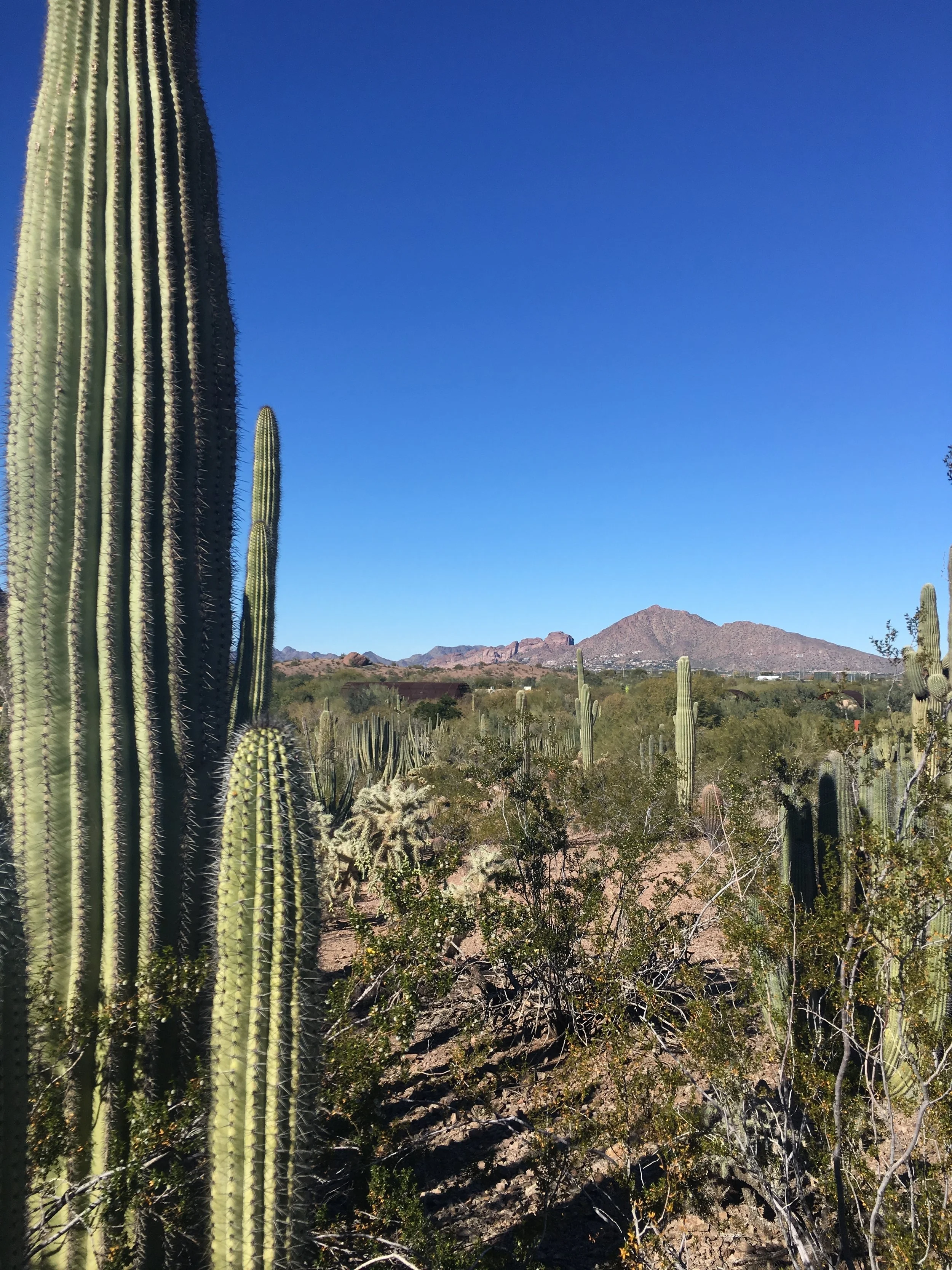 Falon Mihalic selected as Pre-Qualified Public Artist in Arizona