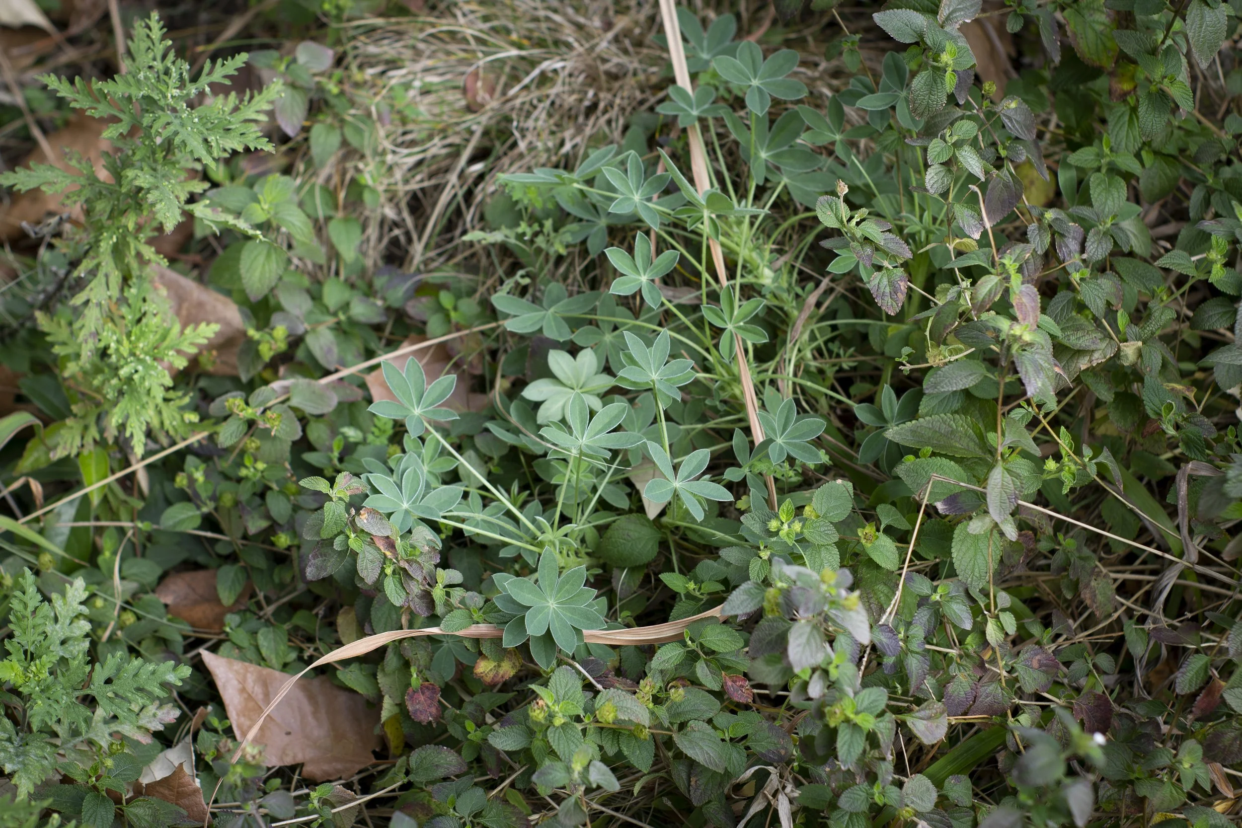 falon land studio winter dormant pocket prairie houston design.jpg