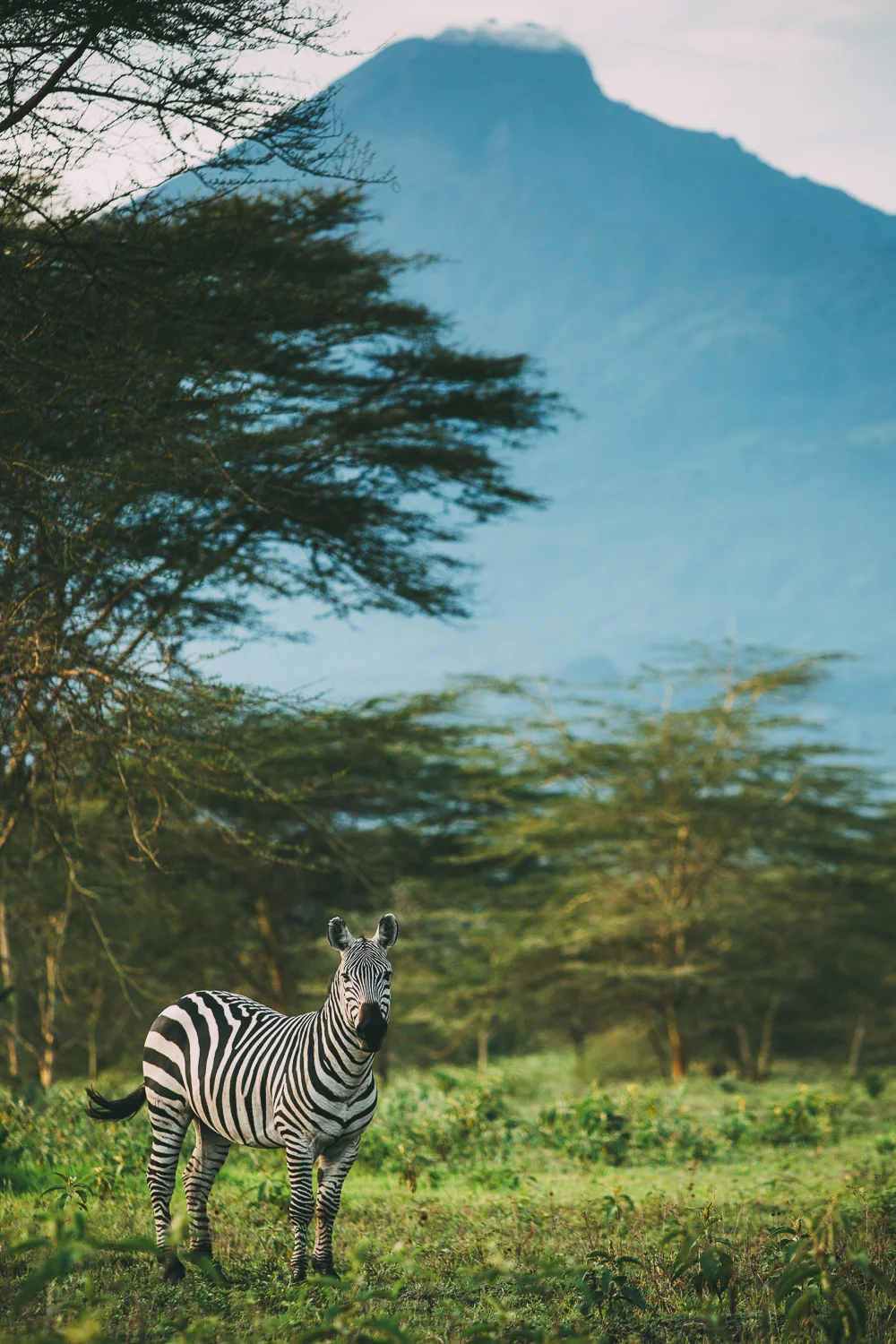 Kiligolf_wildlife_zebra_mt meru.jpg
