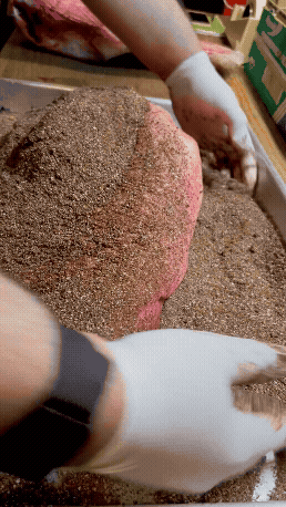 Adobe Express - IMG_6642.gif