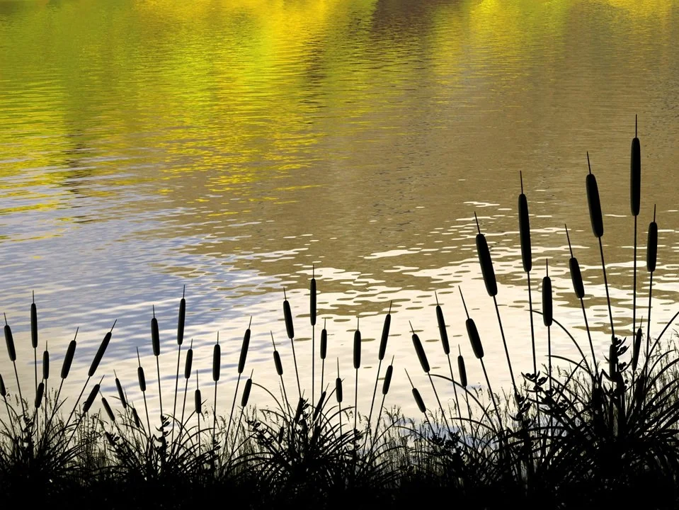 Cattails.jpg